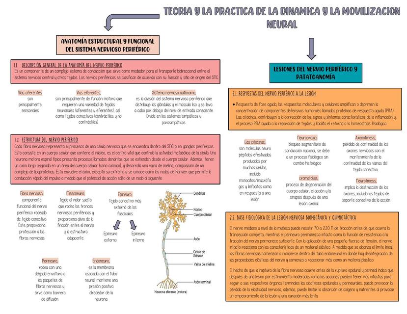 Teoría y la practica de la dinámica y la movilización neural