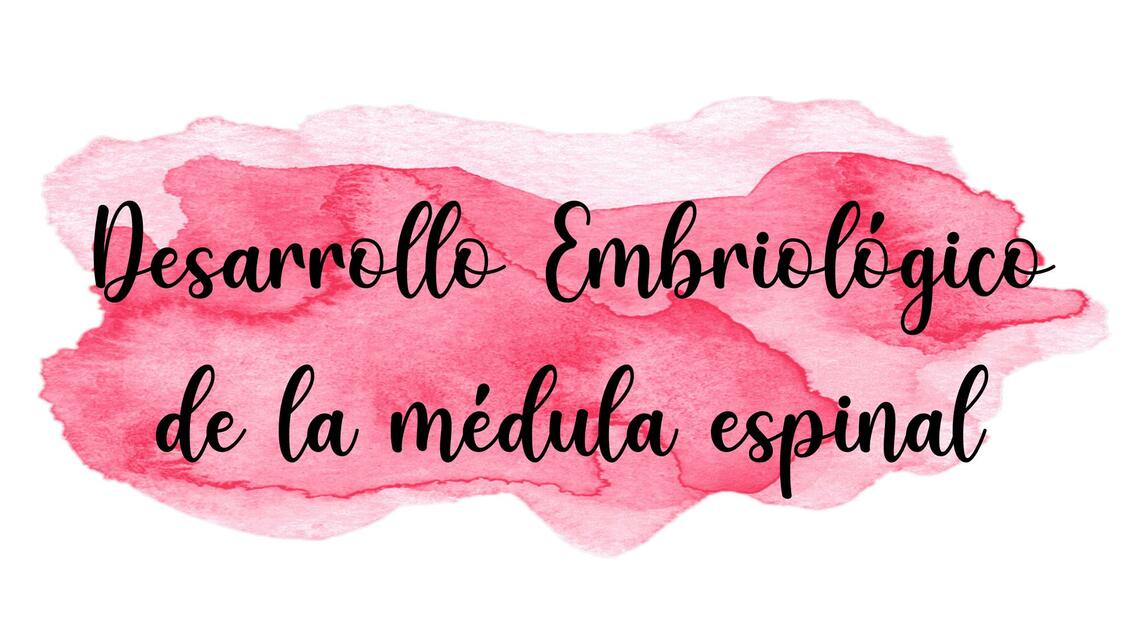 Desarrollo Embriológico de la Médula Espinal 