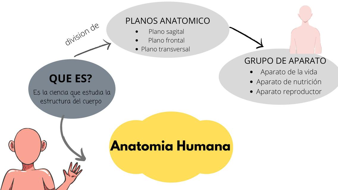 Anatomía Humana 