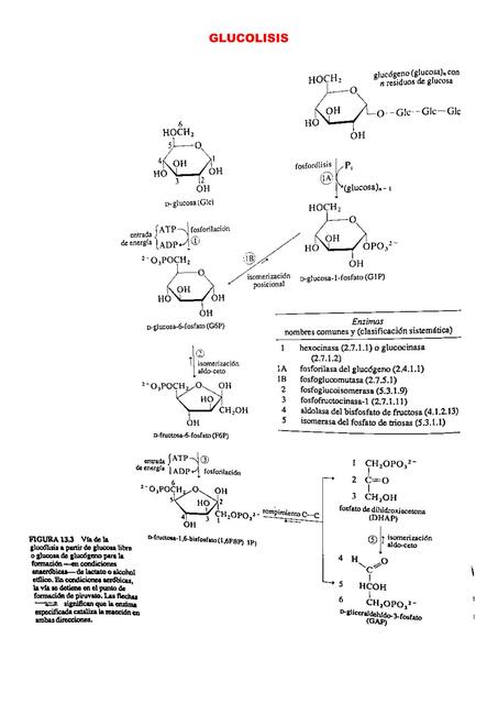 Glucólisis 