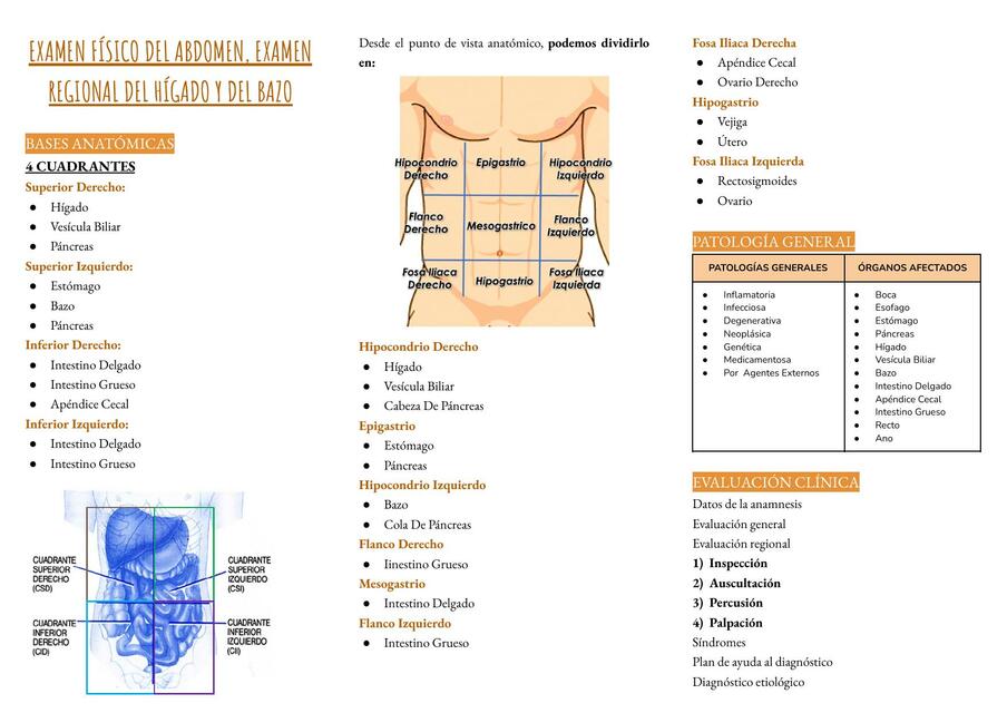 Examen físico del abdomen, examen regional del hígado y del bazo