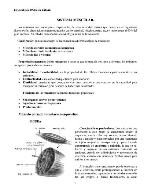 Sistema Muscular 