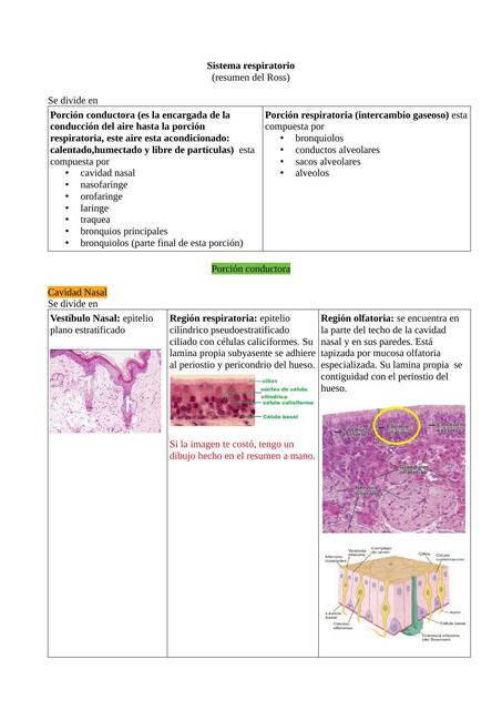 Sistema Respiratorio 