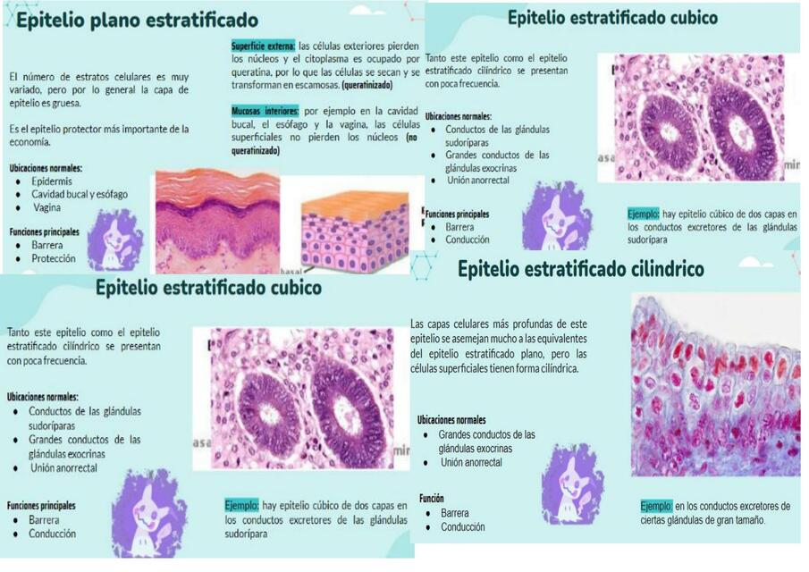 Epiteligos estratificados