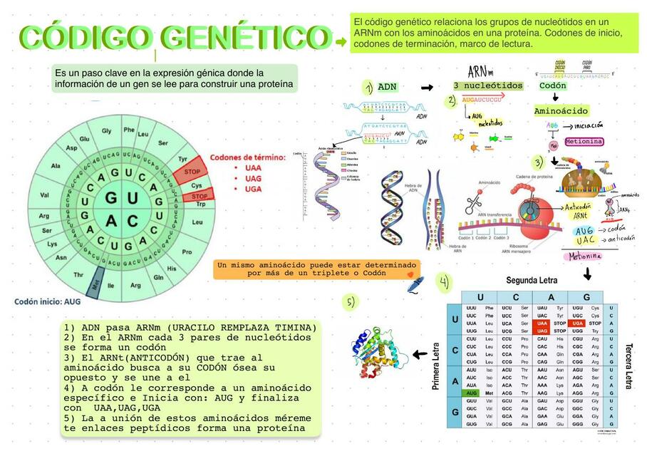 Código Génetico