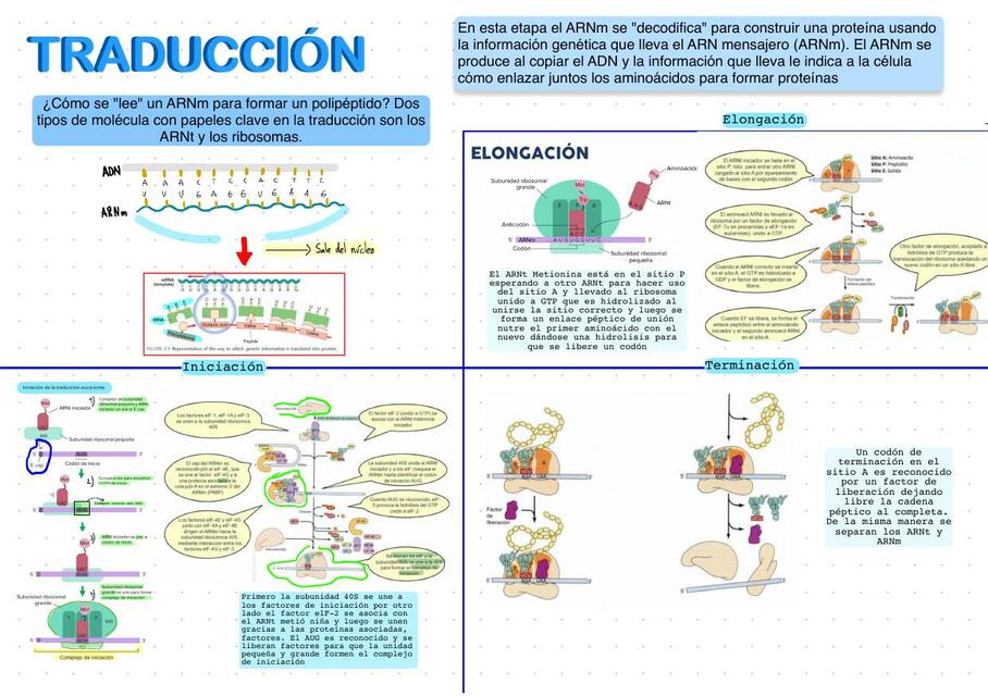 Traducción