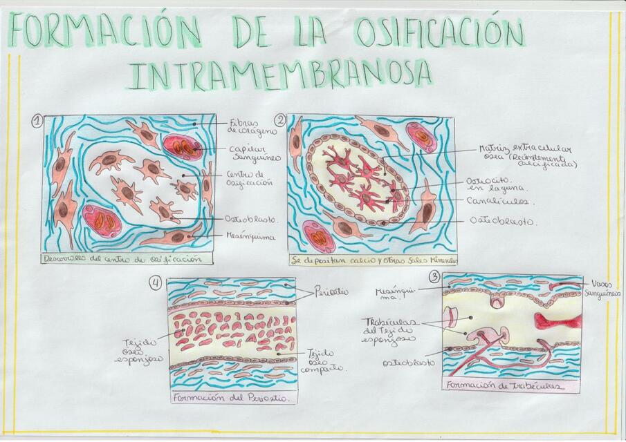 Sobre A Ossificação Intramembranosa é Verdadeiro Afirmar Que - LIBRAIN