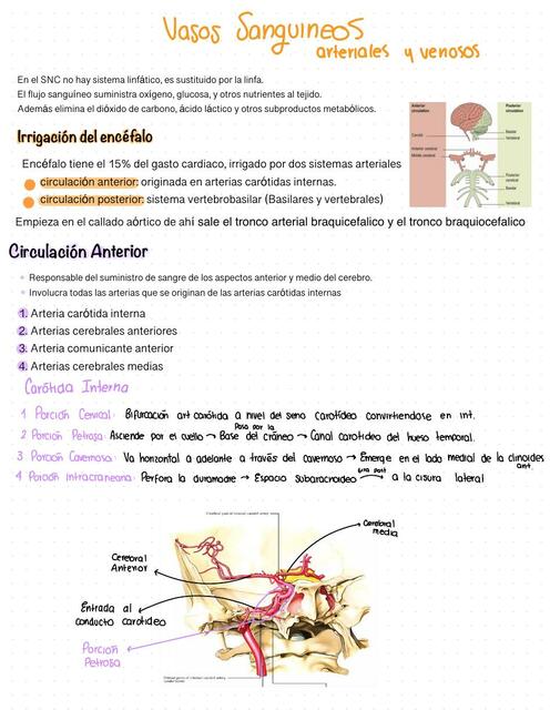 Angiología del Sistema Nervioso Central