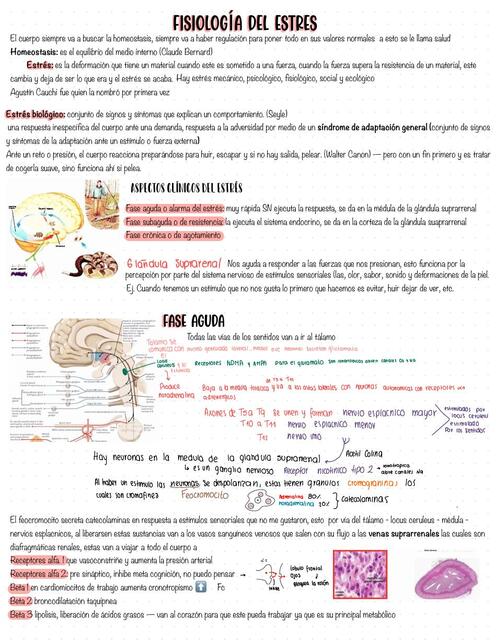 Fisiología del Estrés