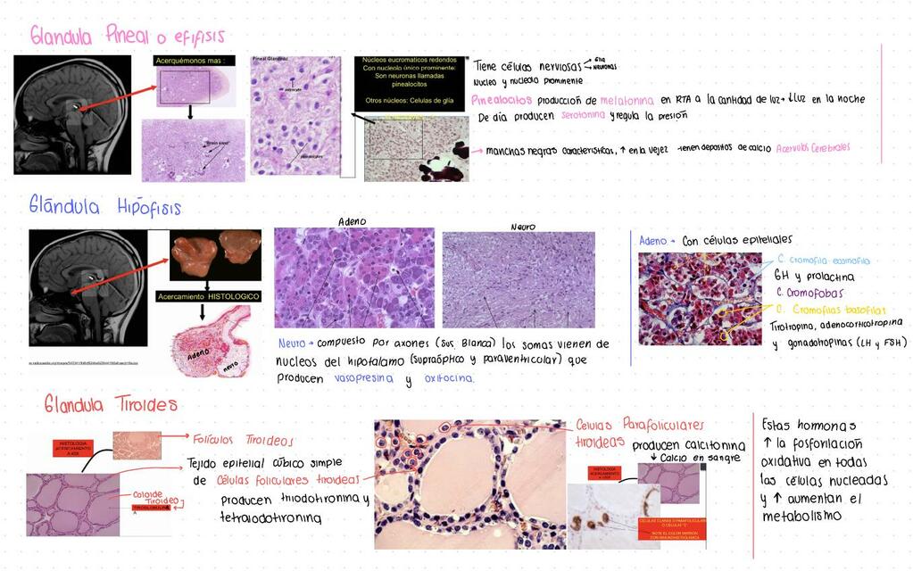 Histología de las Glándulas Endocrinas 