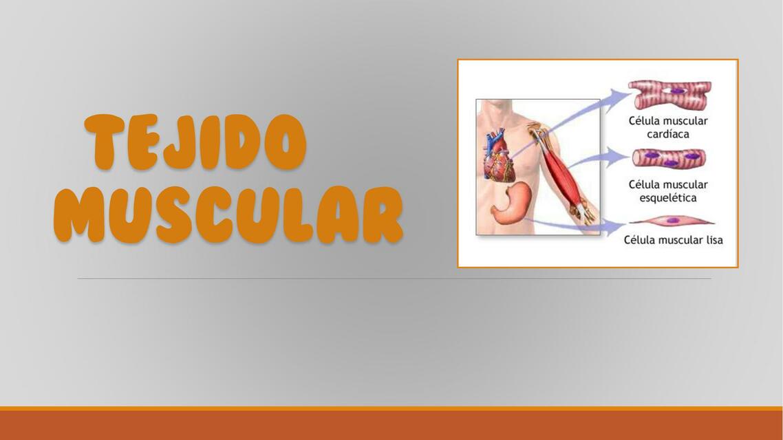 Tejido Muscular 