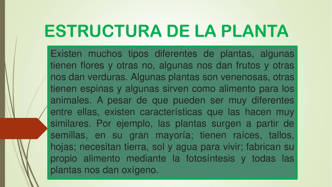 Anatomía de la Planta (actividad 1)