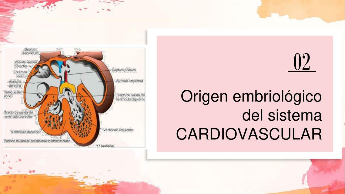 EXPOS9 Origen Embriológico del Sistema Cardiovascular 