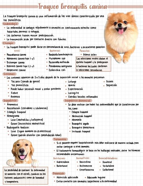 Tráqueo Bronquitis Canina 