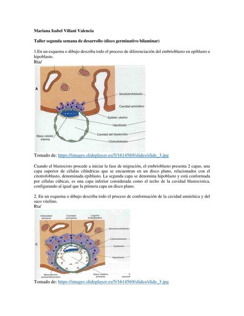 Taller segunda semana de desarrollo disco germinativo bilaminar