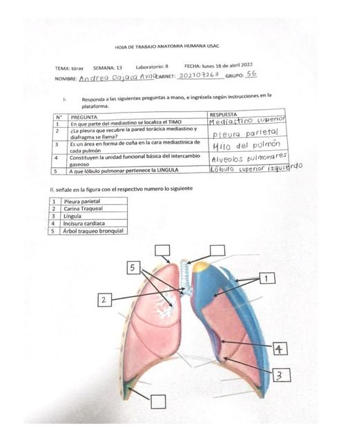 Hoja de Trabajo Anatomía Humana