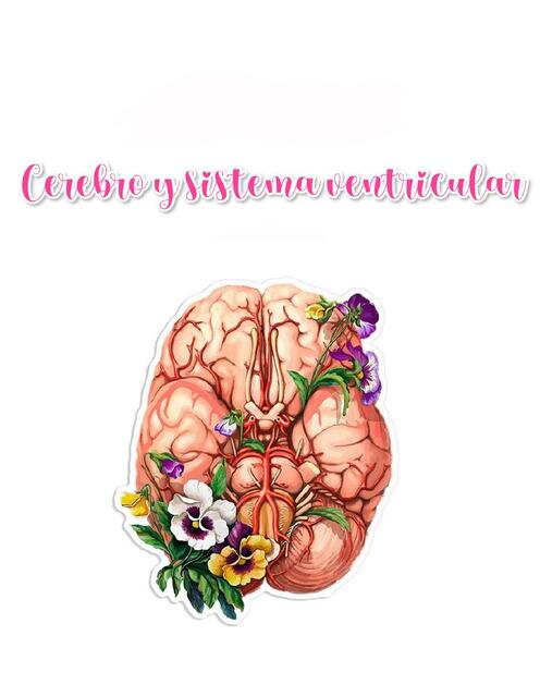 Cerebro y Sistema Ventricular