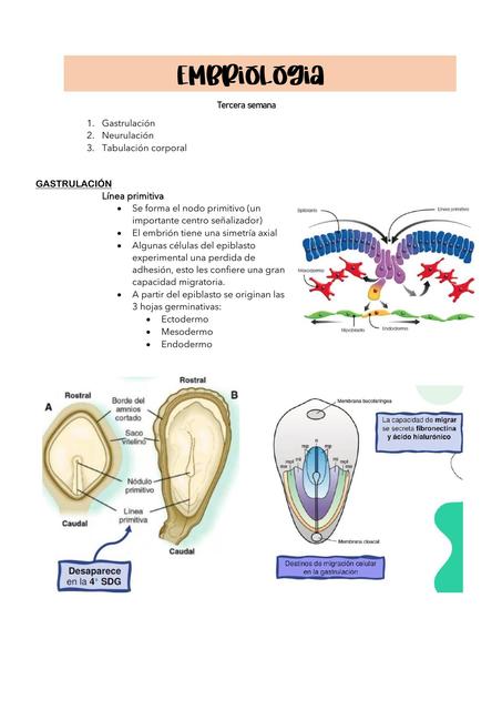 Apuntes de Embriología