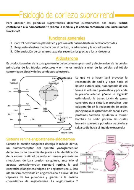 Fisiología de Corteza Suprarrenal 