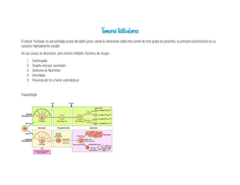 Fisiopatología del Sistema Genital Masculino
