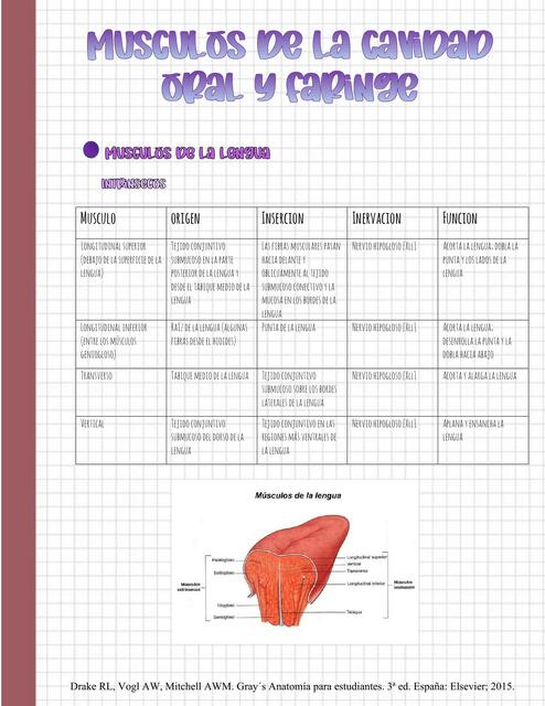 Músculos de la Cavidad Oral y Faringe