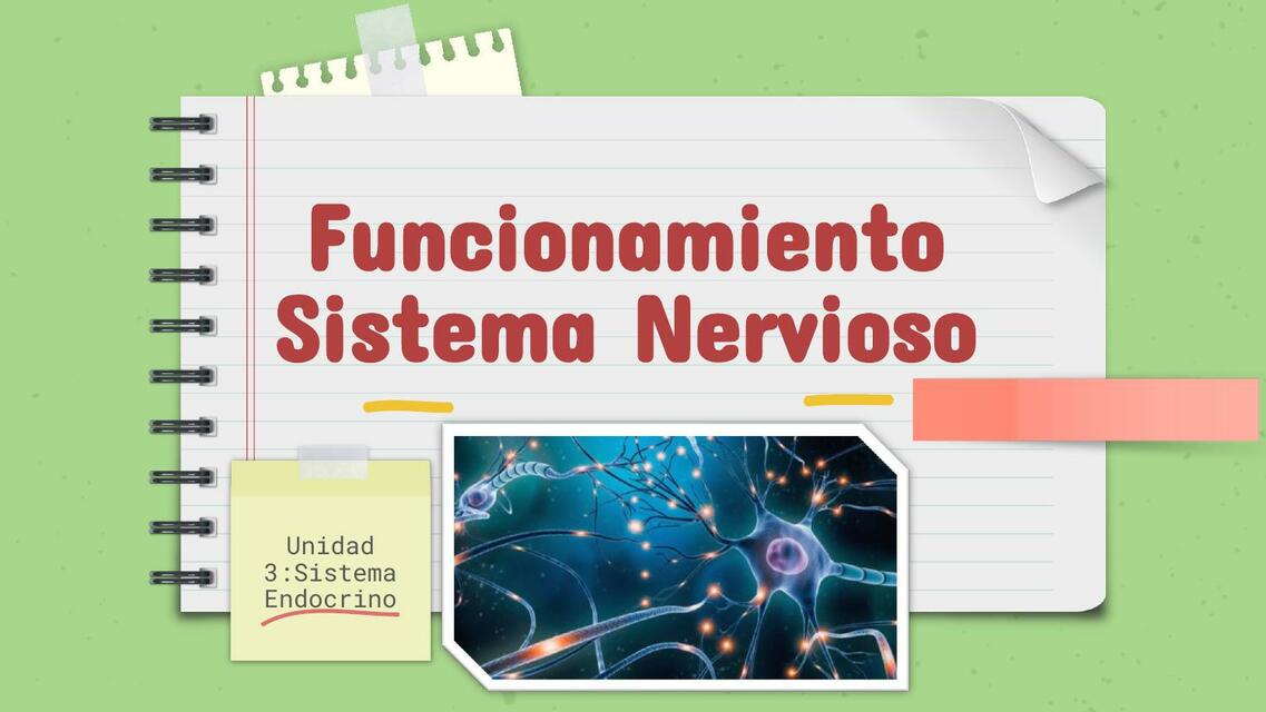 Funcionamiento Sistema Nervioso