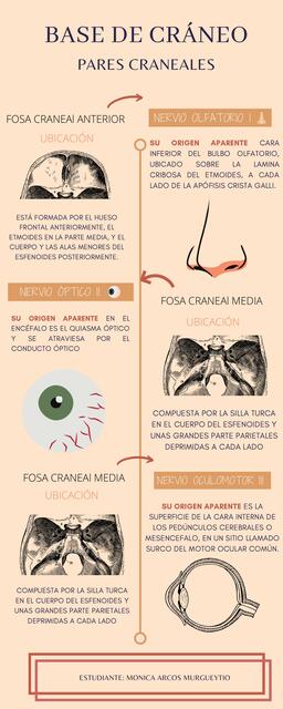 Nervios Craneales 