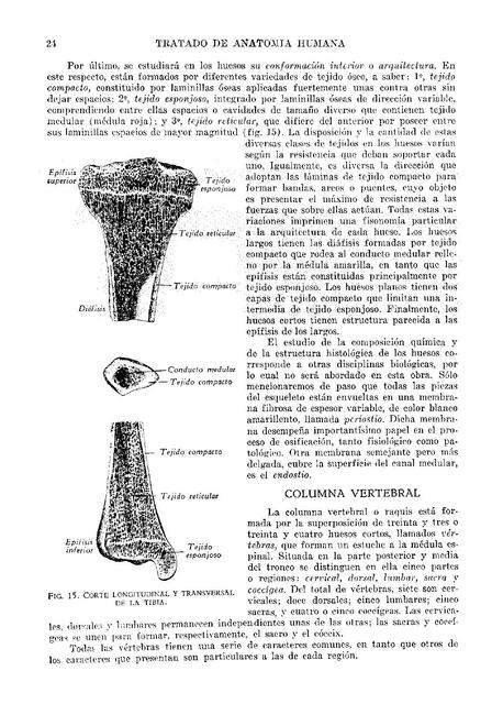 Tratado de Anatomía Humana