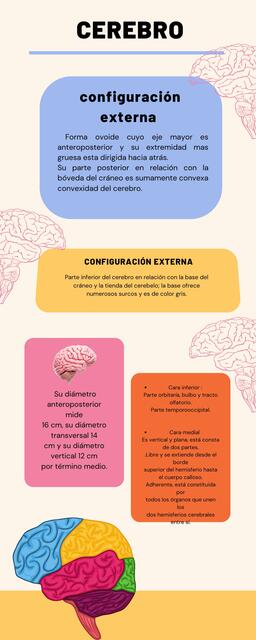 Cerebro