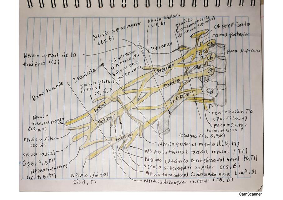 Plexo Braquial