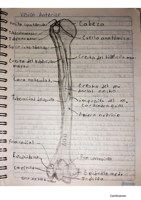 Cara Anterior del Húmero