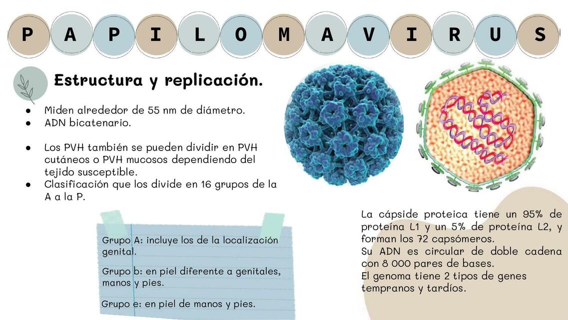 Papiloma Virus 