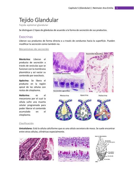 Tejido Glandular