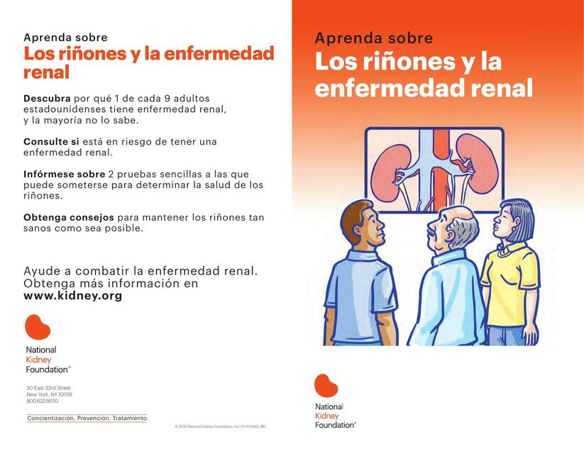 Los Riñones y la Enfermedad Renal 