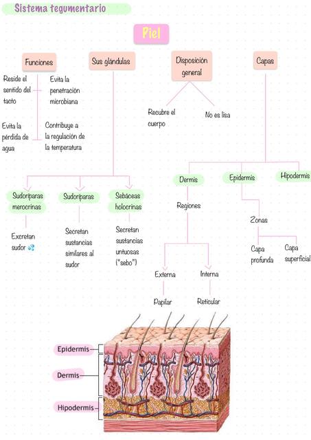 Biología de la Piel