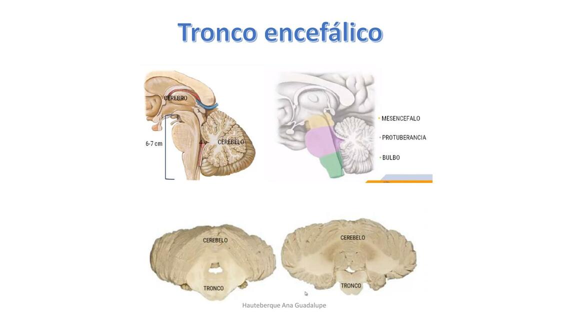 Sistema Nervioso- Tronco Encefálico