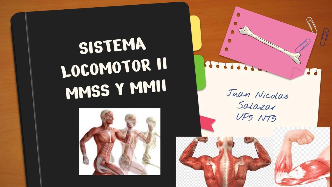 Sistema Locomotor