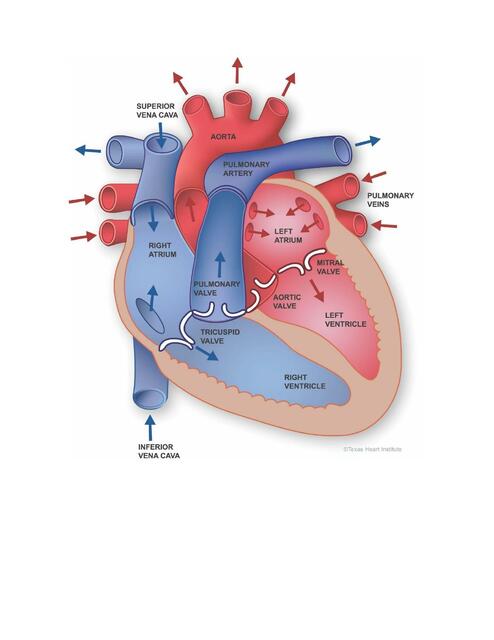 Corazón 