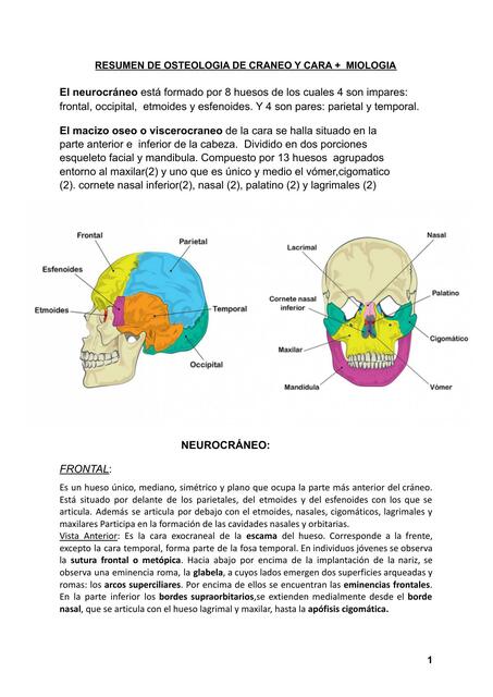 Resumen de Osteología de Cráneo y Cara 