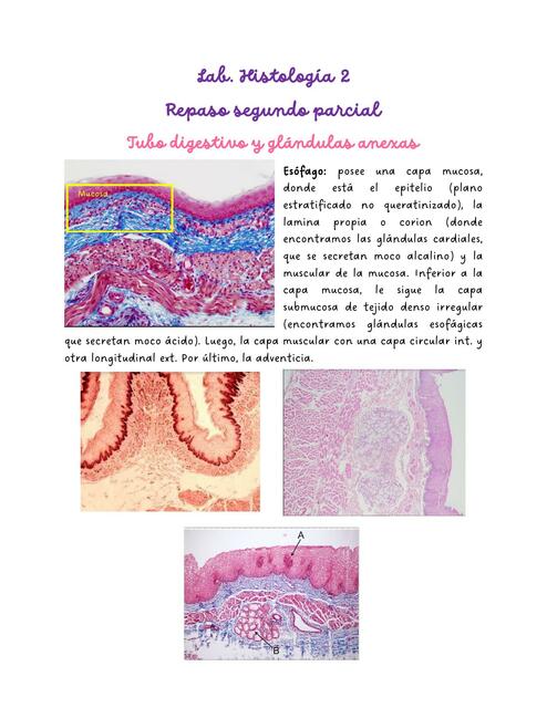 Tubo Digestivo, Glándulas Anexas al Tubo, Respiratorio, Urinario, Femenino y Masculino