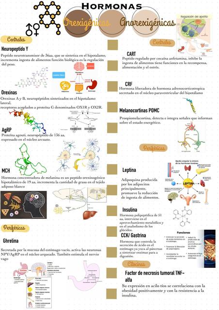 Hormonas Anorexigénicas y Orexigénicas 