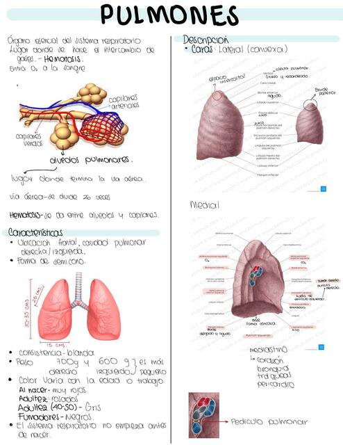 Pulmones y Tráquea