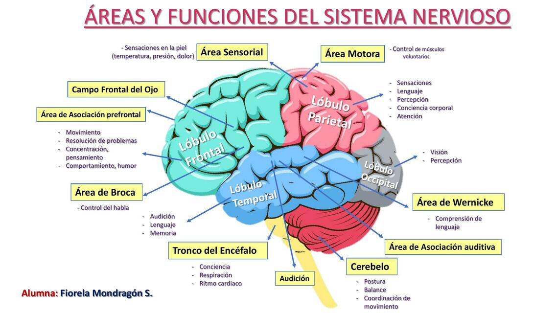 Áreas y Funciones del Sistema Nervioso 