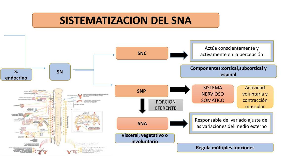 Sistematización del SNA