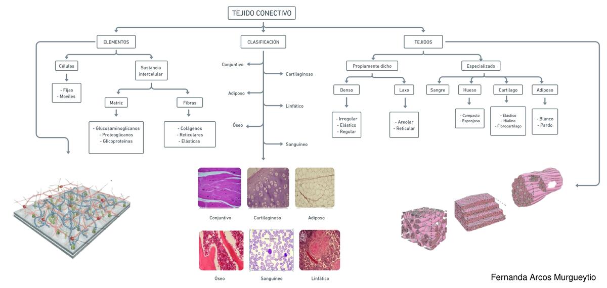 Tejido Conectivo 