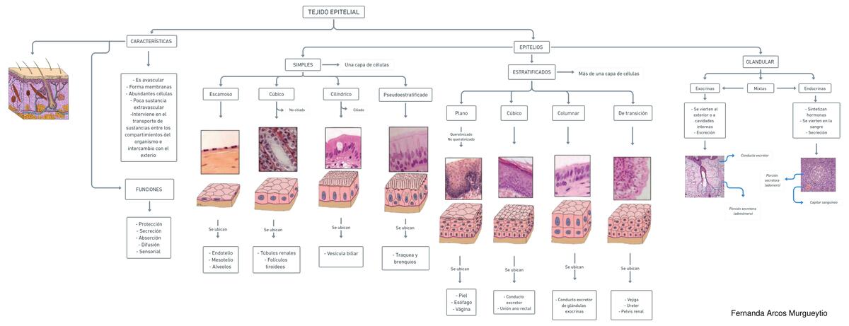 Tejido Epitelial 