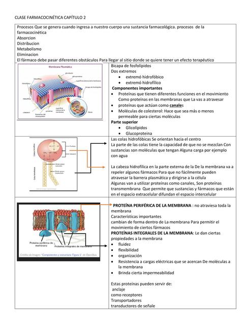 Farmacocinética