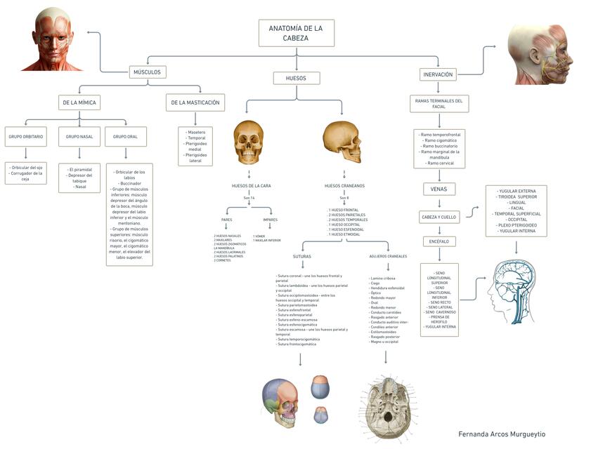 Anatomía de la Cabeza 