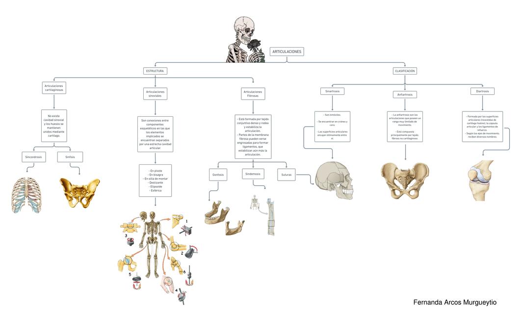 Articulaciones 