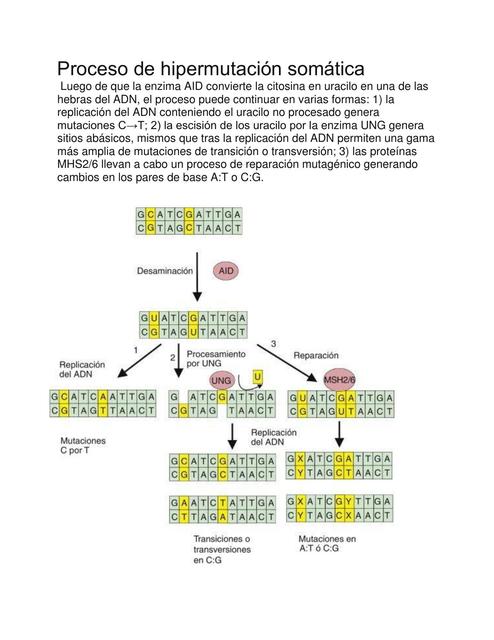 Proceso de Hipermutación Somática